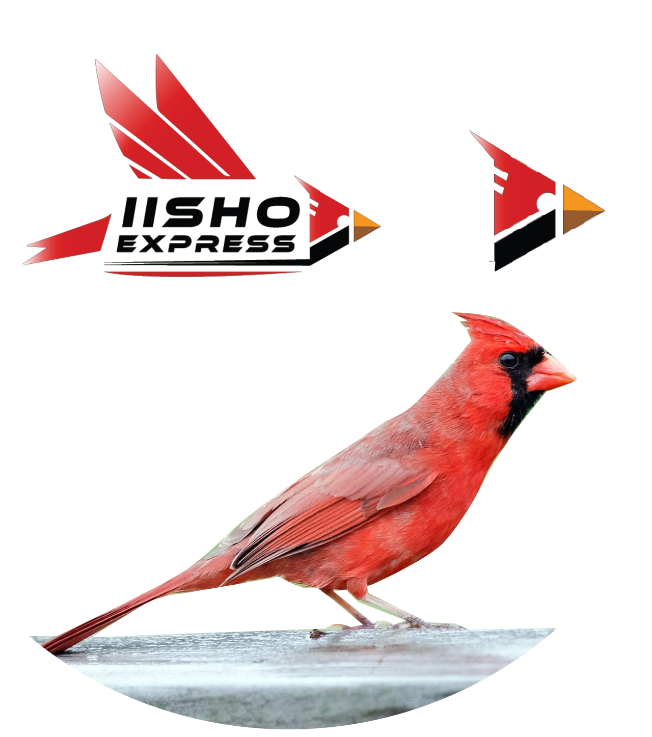 cardenal guajiro iisho